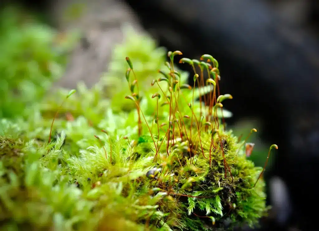 Macro Photo - urbantroop.com