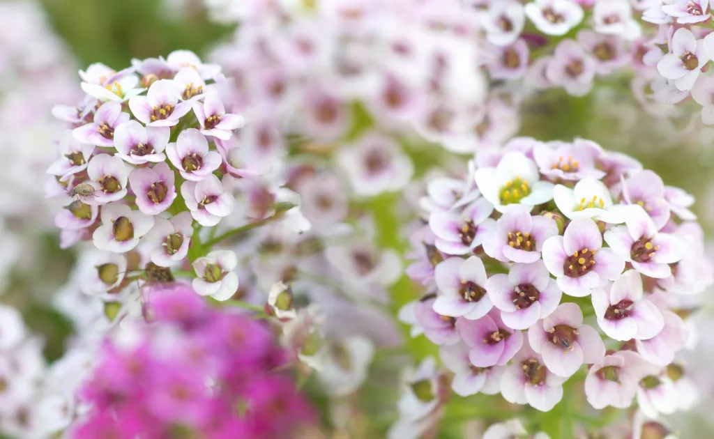 Macro Photo - urbantroop.com