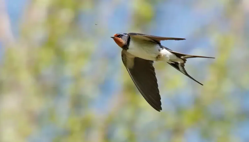 Canon EOS 90D Bird photo high speed photo of swallow - wildlife photography
