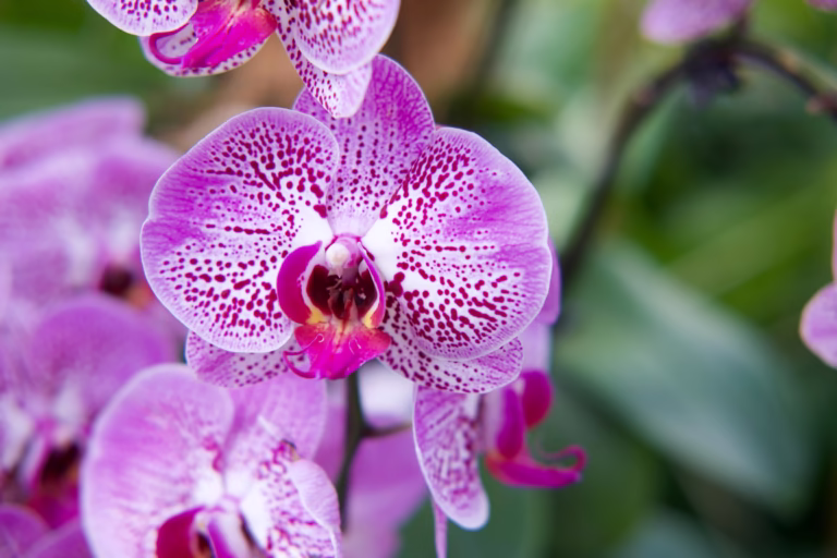 Beautiful orchid flower representing the intersection of nature and technology